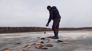 ЛОВЛЯ КРУПНОГО ОКУНЯ зимой НА БАЛАНСИР