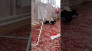 моя сестра оказывается вампир