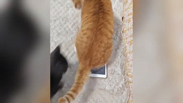 приколы с животными 3452