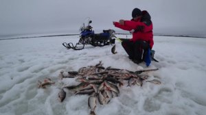 ЭТО ПЯКУТО!!! БЕШЕНЫЙ КЛЕВ🎣 СОРОГИ И ОКУНЯ🐬 РУКИ УСТАЛИ ТОСКАТЬ ЭТИХ МОНСТРОВ)))