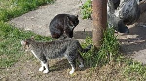Котики