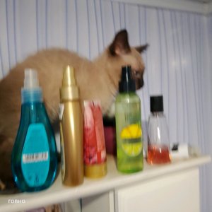 угадывай мелодию Мама и дочка