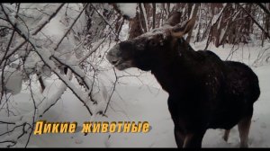 Жизнь в лесу диких животных. Интересные кадры с фотоловушки.
