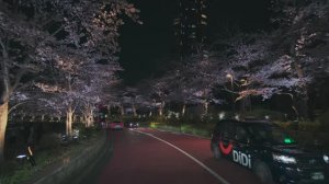 🇯🇵 Токио, Япония 🌸 Ночная поездка в сезон цветения сакуры / 2026 / 4K (2160p)