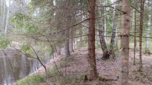 покупки Лента) прогулка)