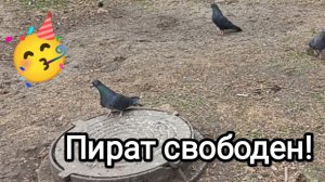 01-05-2026. Пират свободен!