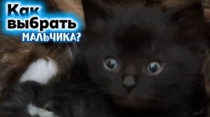 Чёрный котёнок 5 недель: мальчик или девочка? Как определить пол и не ошибиться