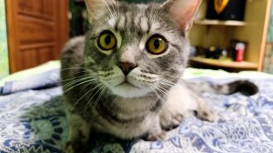 тан обсуждение кота