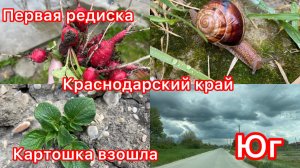 Купили дом. Картошка и редиска. Жаба виноградная. Снова дожди.