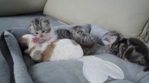 ЩЕНОК ПРИНЯТЫЙ КОШКАМИ.