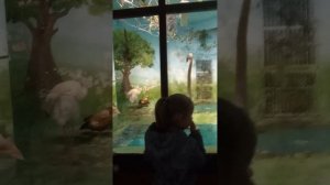 VID_20260501_171651.mp4