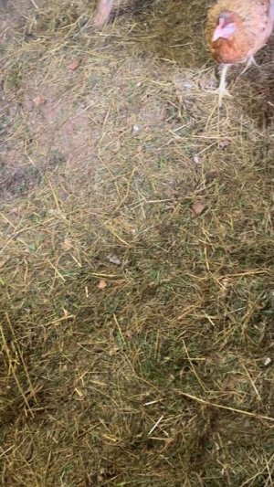 Новости из курятника #куры #яйцо #петух #новости_из_курятника. |