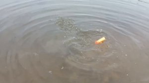 1000147462.mp4