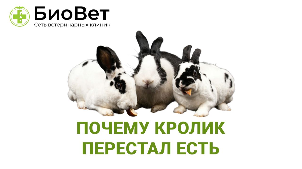 Почему кролик перестал есть смотреть онлайн
