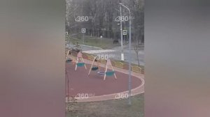 Крупный кабан вышел к жителям Подмосковья и устроил переполох.

Утро в поселке Дубовая Роща началось