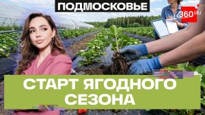 Сезон клубники в «Ягодной долине» в Подмосковье: от чего зависит будущий урожай сладкой ягоды