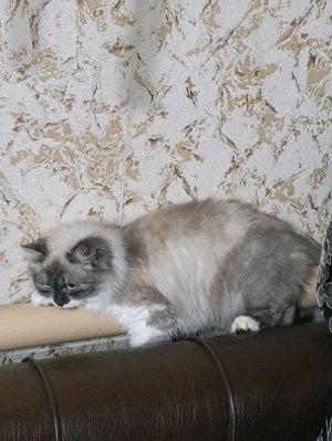 Кирилл