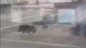 🤯В турецком Батмане кабанчик нарушил ПДД и сбил пешехода, переходившего дорогу, а потом напал на ещ