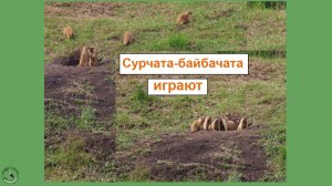 Детсад байбачий. Сурчата пасутся на траве у норы. Играют, борются.