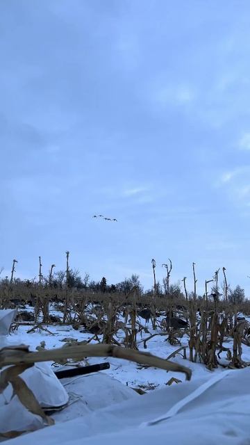 Охота на гусей. Разнос в пух