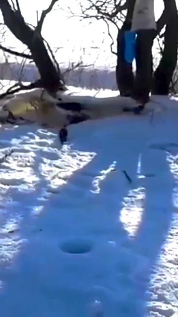 Зимняя #рыбалка и #норка ворующая рыбу