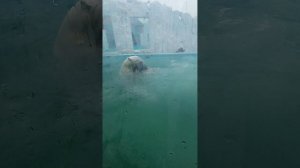 VID_20260501_144335.mp4