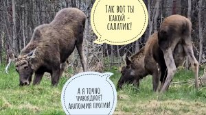 Лось Степан ползает на коленочках по деревне и пылесосит свежую травку