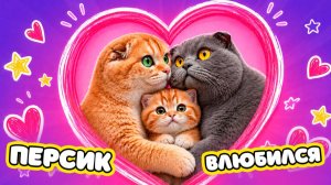 КОТИК ВПЕРВЫЕ ВЛЮБИЛСЯ ❤️ ПИТОМЦЫ В ШОКЕ! 24 ЧАСА с КОТАМИ