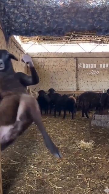 Видео от Департамент Кринжовых Видосов | ДКВ