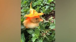 Животные на релаксе 3 выпуск