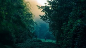 ✧ Звуки вечернего леса и ambient-музыка для учебы, работы и расслабления