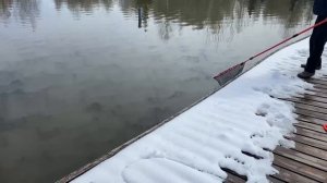 Форель