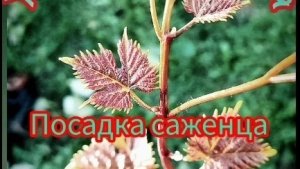 Посадка саженца винограда.