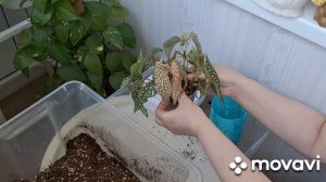 БЫСТРАЯ ПЕРЕСАДКА.КОМНАТНЫЕ РАСТЕНИЯ(ЦВЕТЫ).