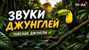 Звуки тайских джунглей 🌿 Пение экзотических птиц | Настоящий тропический лес