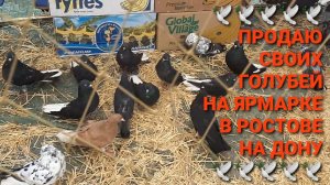 🕊🕊🕊 Продаю своих голубей на ярмарке в Ростове на Дону. Птичий рынок 19.04.26.