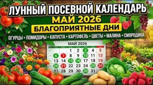 ЛУННЫЙ КАЛЕНДАРЬ МАЙ 2026: ЭТИ ДНИ ДАДУТ УРОЖАЙ, А В ЭТИ — САЖАТЬ ЗАПРЕЩЕНО