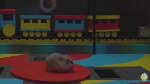🐹 Побег хомячка из красивого сада!