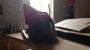 моя кошка стала гогугагой. 🐈
