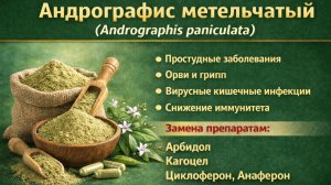 Андрографис метельчатый (Andrographis paniculata). Порошок
