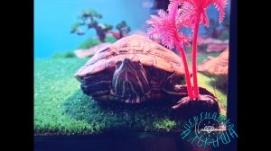 Тихая музыка для чтения и работы | Подводный мир Альриши