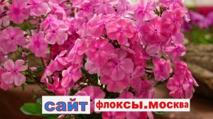 ВЫСТАВКА ФЛОКСОВ В МОСКВЕ НА ВДНХ часть 2