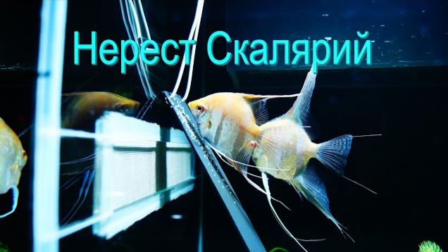 Таинство природы: Нерест скалярий на лист растения