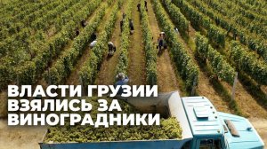 Власти Грузии усилили контроль за виноградниками