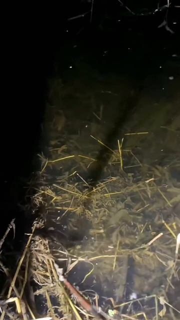 Giant Fish Attacks Frog At Night