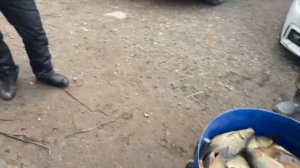 улов карпа 85 кг на большом водоёме