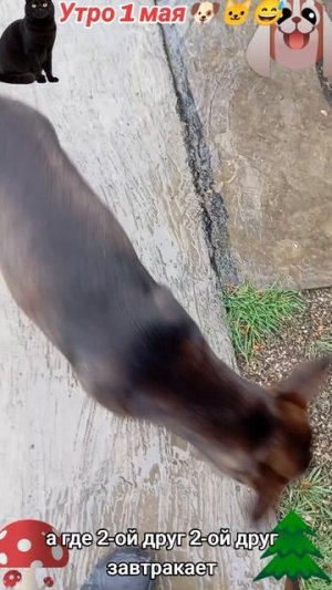Утро 1 мая🐶🐱😅