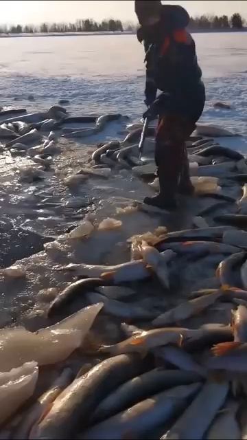 Сколько же там щуки