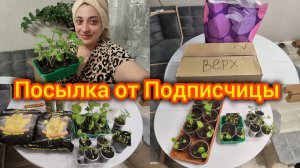 Посылка от Подписчицы. Рассада. Все для Огорода 🥰
