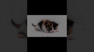 petal_20260501_054814.mp4